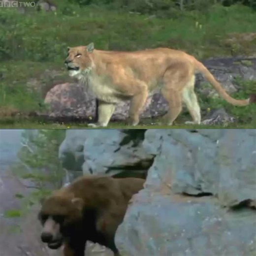 #CapCut cave lion vs Cave bear #cavelion #cavebear