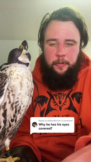 Why Hawks Wear Hoods explained!