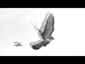 Black And White Christian Peace Holy Spirit Dove In Flight 4K Christian Worship Background Loop