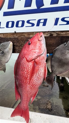 Summer Fishing Charters in Destin, FL