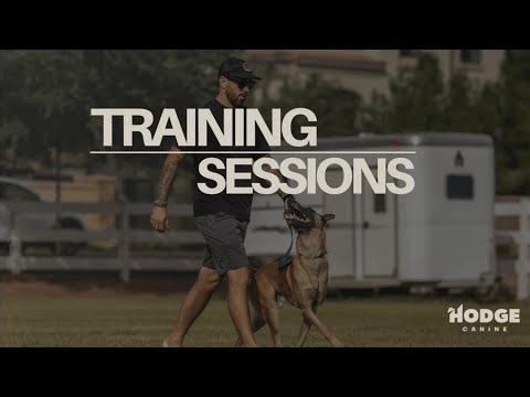 Gambit | Training Sessions – Obedience at the Park