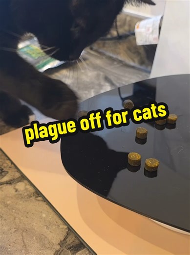 Plaque Off for Cats | Easy Daily Support for Your Cat’s Oral Health If you’re a cat parent who wants to take better care of your fur baby’s teeth and oral hygiene, Plaque Off for Cats is a simple, stress-free way to support your cat’s daily routine. Because let’s be honest… Most cats are not fans of toothbrushes 😅 That’s why so many cat mums and dads look for easy oral care options that fit into everyday life. Why Cat Oral Care Matters More pet owners are searching for: Cat oral care Cat dental