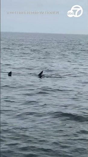 Onlookers astonished as white shark surfaces to feast on seal off Cape Cod