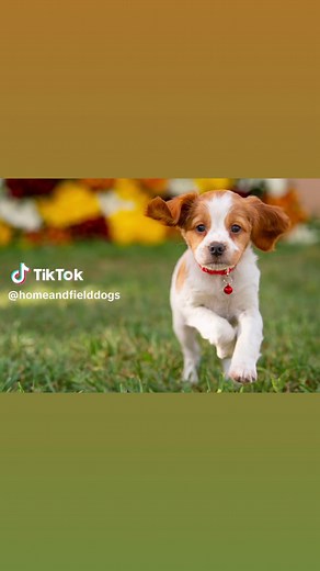 🐾🌟 Meet Max, the Irresistible French Brittany Puppy 🌟🐾 Are you ready to fall head over paws in love? Say bonjour to Max, an 8-week-old, French Brittany puppy who's ready to steal your heart! 🐶❤️ ✨ Max's Marvelous Traits ✨ •\tAdorable, playful, and energetic •\tLoves cuddles, belly rubs, and giving kisses •\tIntelligent and easy to train •\tA perfect family companion Don't miss out on the chance to bring this lovable little guy into your life! 🐾💕 http://homeandfielddogs.com/puppies/ginger-