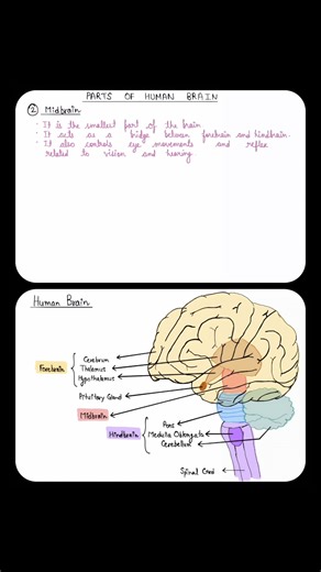Parts of Midbrain Explained | Structure and Functions of Human Brain | Easy Science Learning