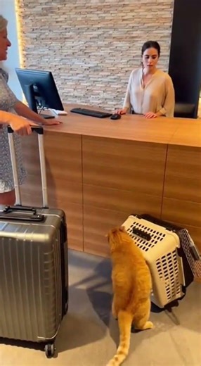 Quand Patate débarque à l’hôtel : Seigneur ! Wouh !