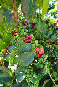 Coffee from California? Sip happens! - California Grown