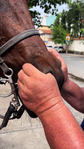 Nose massage for Milady 😁 #melbourne #hochiminh #horse #massage