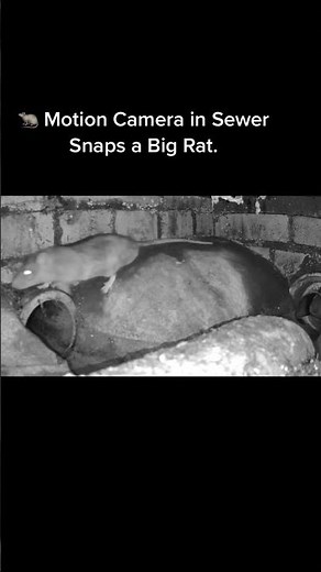 How To Get rid of rats in the House
