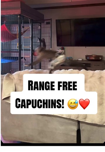 @LandO Nation🎗️ Release the Beastsess! 😅 Range free Capuchins! 😅❤️ 12/31/25 #fyi #fyp #monkeysoftiktok #lando #capuchin