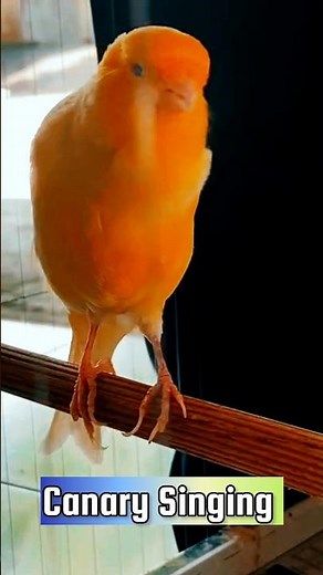 Canary Singing Training Video | Best Canary Singing | Canary Bird Sounds #galerikenariindonesia
