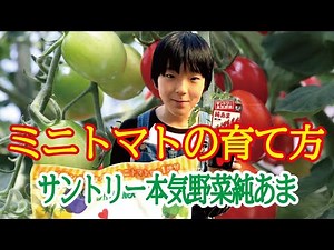 05:🍅How to grow cherry tomatoes - Suntory Honki Yasai Junama [🍅Ogata Minato's Home Gardening Semi...