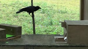 Can Crows Make Mental Pictures of Tools? (Published 2018)