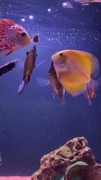 Discus Feeding #short #shorts #aquarium #fish #fishtank #aquascape #aquariumfish #discus #relaxing