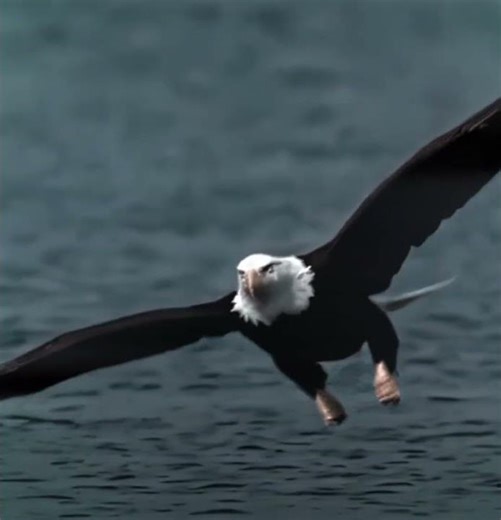 "The Aerial Predator..!" - Eagles Edit | TIKI TIKI (Slowed & Reverb)