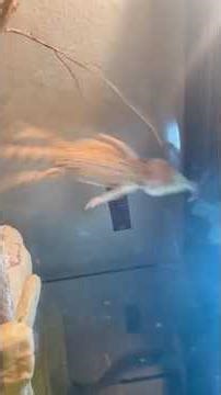 Bearded dragon vs praying mantis #rap #funny #hiphop #beardeddragon