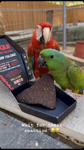 one_chip_rage | Can they survive the challenge ? 😂😂 . . . . . . . . . . . . . . . . . . . . . #onechipchallenge #paquichips #carolinareaper #spicychallenge... | Instagram