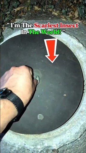 I'm The Scariest Insect In The World