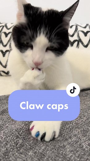 Cat Claw Caps: Putting Them On Noah