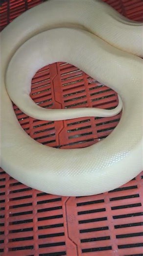 Albino female python preparing to lay eggs #videoshorts