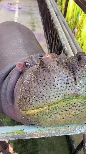 Discover the Amazing Life of Hippopotamuses