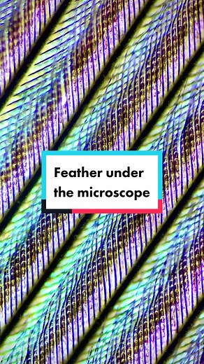 Feathers are basically made of smaller feathers 👀 Vertebrates are often covered either with fur, scales or feathers to provide warmth and protection. Feathers are found in modern birds and provide novel functions like insulation, communication and flight. The first known bird bearing primitive feathers, named Archaeopteryx, would’ve shared a common ancestor with theropod dinosaurs. Thousands of fossiles also have shown that nonavian dinosaurs had feathers!! They even had feathers that aren’t fo
