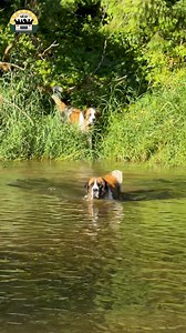758K views · 44K reactions | Rollie isn't the best at swimming but he really, really tries  | The Asher House | Facebook