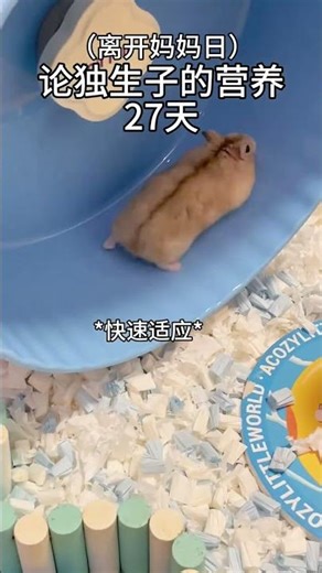 Tiny Hamster's First Experience: Pudding Delight