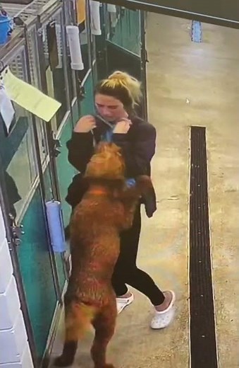 Woman keeps getting knocked over by dogs at the doggy daycare!