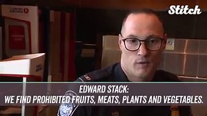 69K views · 44 reactions | These guys have a tendency to drool, but they are vital to airport security.瑩 | WTAE-TV Pittsburgh | Facebook