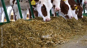 Small calves eating hay on modern cowshed. Cattle chewing silage at milk factory. Little cows feeding by dry grass at dairy farm. Concept of agriculture industry and livestock husbandry. Close up