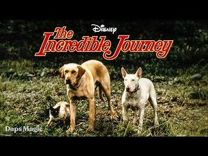 The Incredible Journey - DISNEY THIS DAY - November 20, 1963