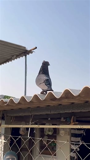 #trending #viral #shortvideo #peason