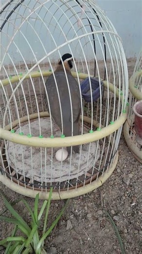 Partridge,Grey Partridge, Hungarian Partridge, Francolin, hunting partridge, bird sound, bird call,