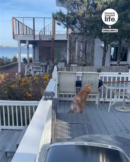 Dog calculates his shake | Lessons Learned In Life