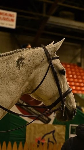 The 2025 New England Equitation Championships has officially started!🎉 Starting us off was our 46 and older open sections. Thank you to the sponsors of these classes: Louisa Attenborough sponsoring Section A, and the Sardella Family for sponsoring Section B! Congratulations to our winners: Section A: Kate Nolan Section B: Abigail Violin | New England Equitation Championships