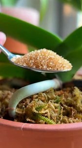 How To Grow Healthy Orchids: 5 Dos And Don’ts For Beginners | Home & Gardening tips