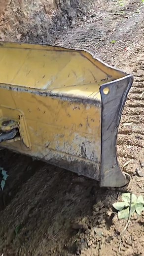 Why Black Gum Trees Make Skid Road Building Hard in East Tennessee