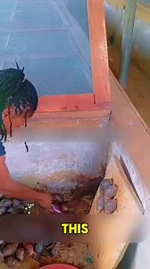 Snail farming: A rising trend in Africa and globally | Wangechi Kuria posted on the topic | LinkedIn