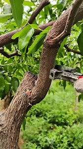 This technique is especially used in jujube trees to boost yield #satisfying #pruning #jujubetree | 8s farming