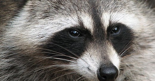 Raccoons Raiding Your Yard? Here's How to Keep Them Away