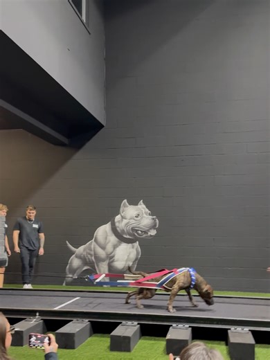 Wendy's Last Weight Pull: Incredible Presa Canario Performance