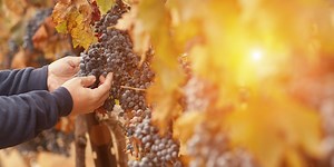Autumn in Provence: discovering the grape harvest