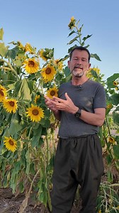 Sunflowers Marking Boundaries: Farming Tips & Uses
