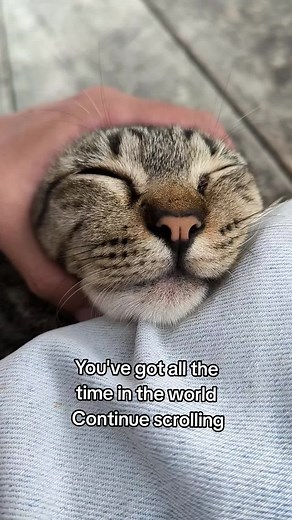 Tabby Cat Funny Moments Compilation