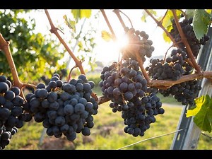 Growing Wine Grapes with Regenerative Systems
