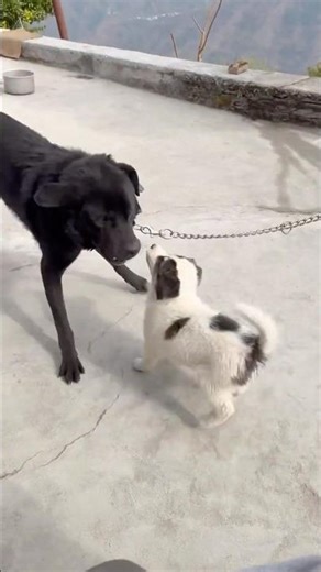 Dog and puppy❤️ #viralshorts #shortsfeed