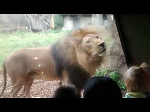 Lion at zoo pees on window