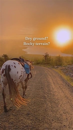 Introducing Terra: The Ultimate Synthetic Felt Pad for Horses