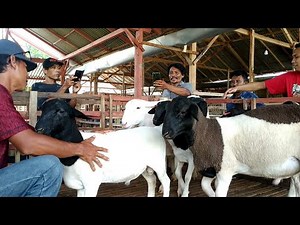 Dorper sheep Farming in village